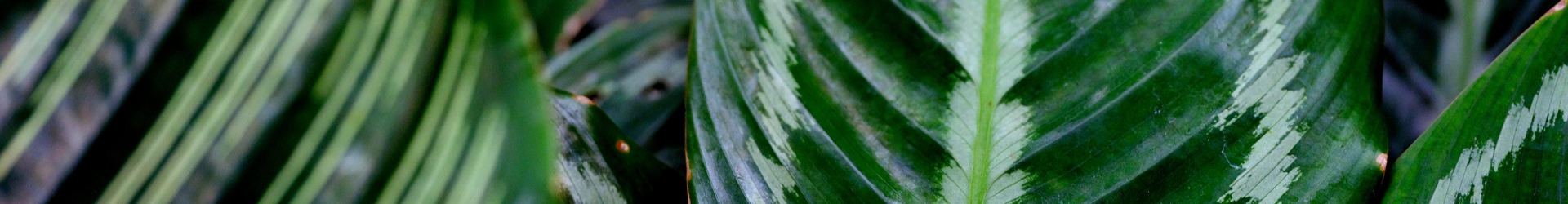 calathea hydroflora